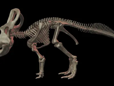 Protoceratops skeleton 3D model