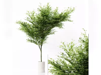 Collection Indoor Plants 036 Free low-poly 3D model