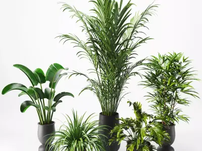 Indoor Decorative Plants in Pot Set - 01 3D model