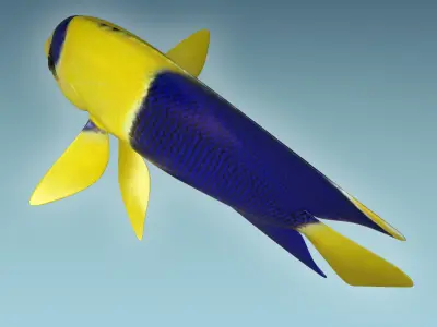 Anglefish 6 angelfish 3D model