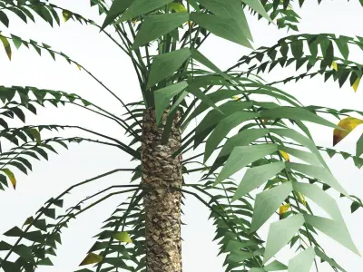 EVERYPlant Date Palm LowPoly 4 --16 Models-- Low-poly 3D model