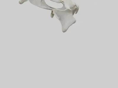 Falcon Pelvis Low-poly 3D model
