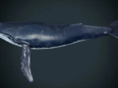 Blue whale  Low-poly 3D model