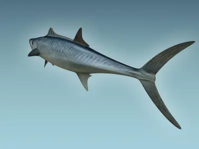 King Mackerel 3D model