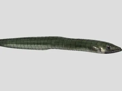 American Eel Realistic Animated Low-poly 3D model