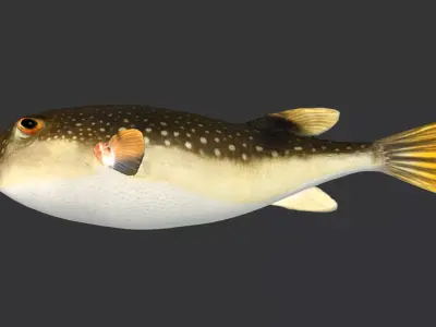 Pufferfish - Grass Puffer Animated 3D model