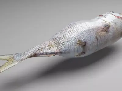 Dead Fish 3D model