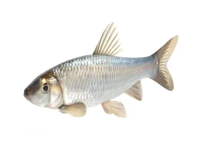 Fish Chub 3D model