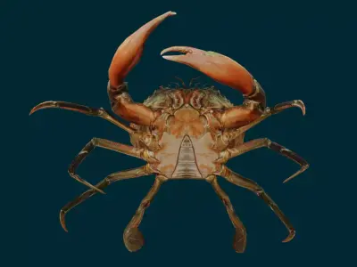 Ocean Animals Pack 3D model