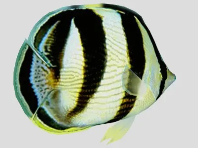 Banded Butterfly Fish Low-poly 3D model