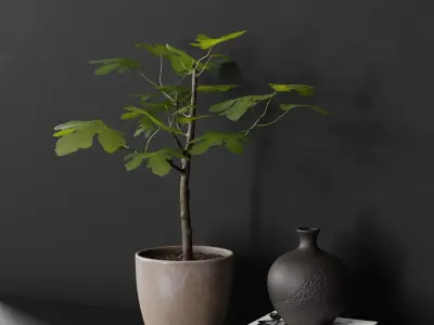  Medium Potted Fig Plant Model 