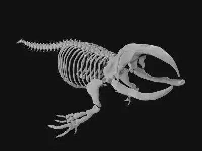 Bowhead Whale Skeleton 3D model
