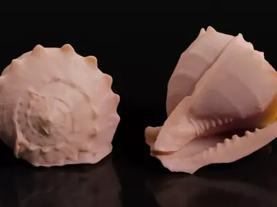 Seashell 3D print model