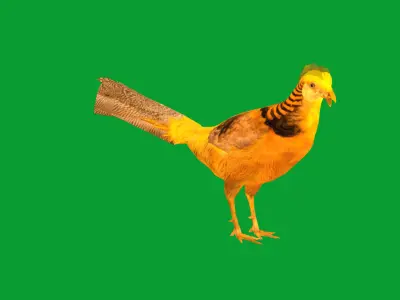 Chinese Golden Pheasant Bird Low-poly 3D model