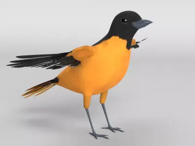 Baltimore Oriole Bird 3D model