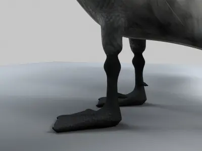 Swan Animation 3D model