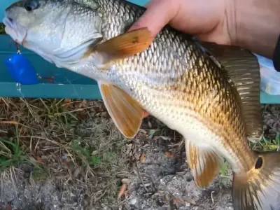 LIPLESS CRANKBAIT 2 INCH Free 3D print model