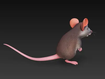 Rat Realistic 3D Model Basic - Low Poly Realistic Low-poly 3D model