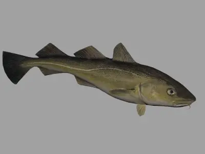 Atlantic-Cod Realistic Animated Low-poly 3D model