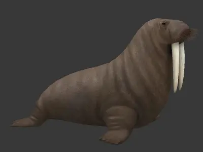 Odobenus rosmarus Low-poly 3D model