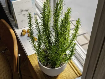  Rosemary Plant Herb Potted Plant Model 
