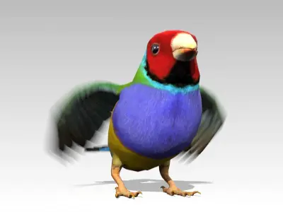 Gouldian Animated Low-poly 3D model