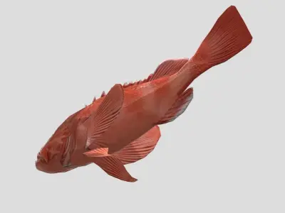 red rockfish Low-poly 3D model
