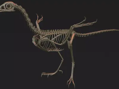 Archaeopteryx Skeleton 3D Low-poly 3D model