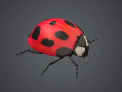 ladybug ladybird beetle bug insect coccinella insects bugs fly 3D model
