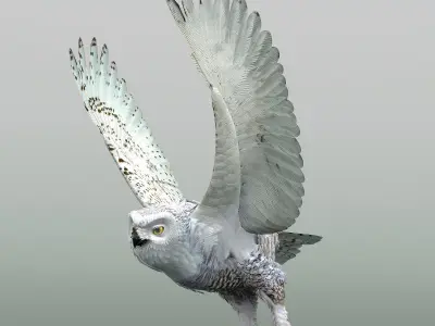 Snowy Owl - rigged - animated 3D model