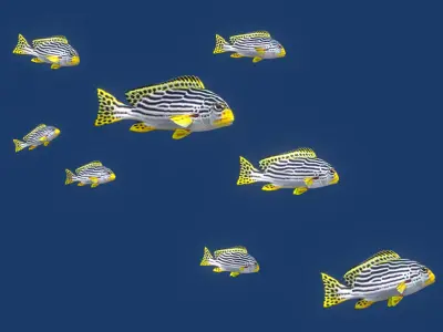 Sweetlips Schooling Fish Low-poly 3D model
