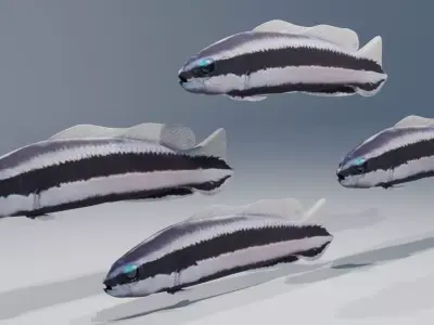 Striped Dottyback Fish Free 3D model