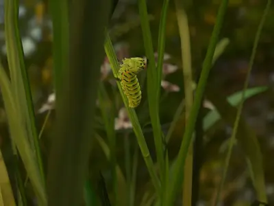 Siesta Swallowtail Caterpillar Low-poly 3D model