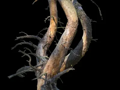 Old Forest Pine Pack 8 3D model