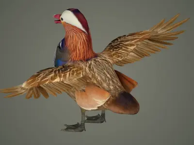 bird duck mandarin colorful beautiful nature animal 3D model
