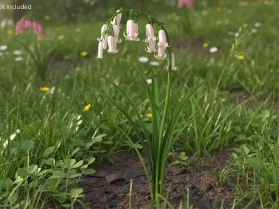 Campanula Bellflower Plant with Green Leaves White 3D model