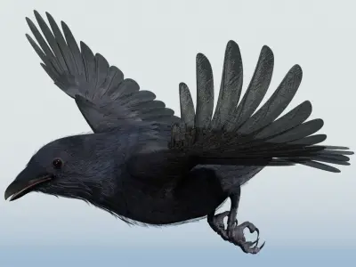 CROW - BLENDER Low-poly 3D model