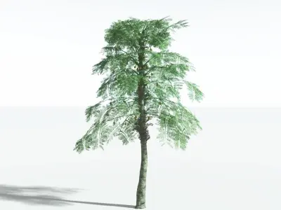 EVERYPlant Alethopteris Seed Fern 3 --12 Models-- 3D model