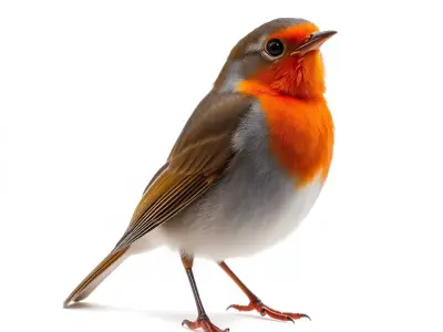 Vibrant Robin Bird model pack Low-poly 3D model