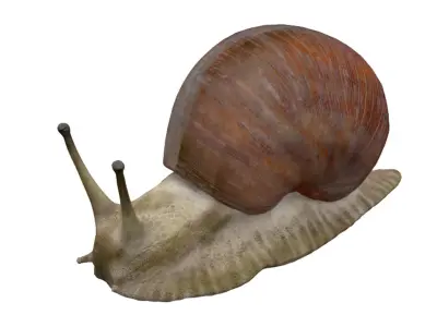 Snail Low-poly 3D model