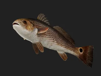 Darter Low-poly 3D model