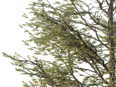 Mountain Ash Tree 12 3D model