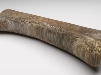 Triceratops Bone 3D model