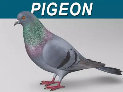 Pigeon A - Folded Wings 3D model