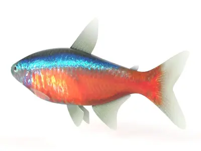 Neon Tetra Fish 3D model