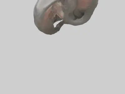 Elephant Stomach 3D model