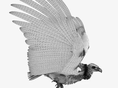 Griffon Vulture - rigged - animated 3D model