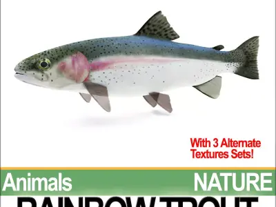 Rainbow Trout 3D model