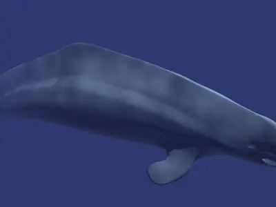 Beluga dolphin 3D model