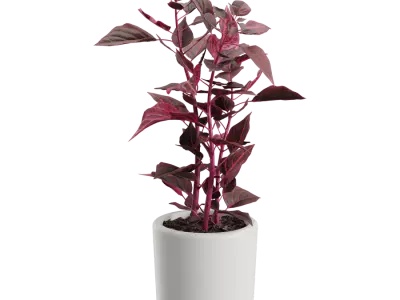  Bloodleaf Plant Model 